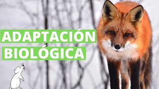 ¿Qué es la adaptación de los seres vivos con ejemplos🐢 [upl. by Naerb]