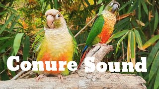 conure sound  green cheek conure sound 1 hour morning bird song My bird chirps in the morning [upl. by Fleisig]