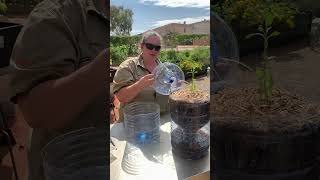 DIY wicking pots made out of 15lt water bottles [upl. by Rafa22]