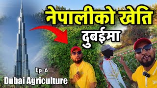 Dubai को गाउँमा नेपालीको यस्तो खेति Bhagya Neupane Dubai Tour EP6 Dubai Agriculture [upl. by Nivri]