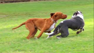 3 staffies at play at Boma dog park [upl. by Tuchman]