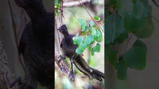 the incredible bird that can mimic any sound [upl. by Zorana]