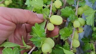 How to Grow Captivator Gooseberries In Your Garden [upl. by Natlus]