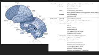 El Cerebro Humano y sus áreas funcionales [upl. by Carmita]