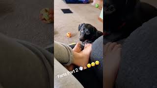 Fart and see how the dog reacts music bgm funny happy dog doglover [upl. by Llesram446]