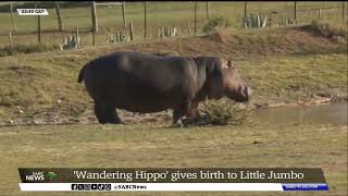 Wandering Hippo gives birth to Little Jumbo [upl. by Ayna942]