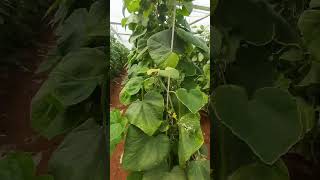 Cucumber crops cultivation in polyhouse Dindigul cucumber cucurbitaceae flowers cucumber [upl. by Obediah]