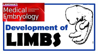 Langman Chapter12  Embryology of LIMB Development  Dr Asif Lectures [upl. by Hasseman766]