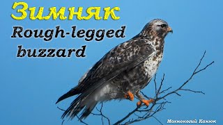 Зимняк  Мохноногий Канюк  Roughlegged buzzard [upl. by Gnen]