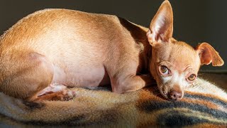 My Chihuahua Dog Suffers from PTSD After Physical Abuse This is How I Calm Him When Hes Scared [upl. by Natek]