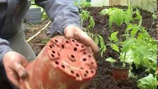 que faire en avril au jardin repiquage des pieds de tomate en serre [upl. by Theodoric458]