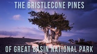 Bristlecone Pines  100 Wonders  Atlas Obscura [upl. by Dimitri317]