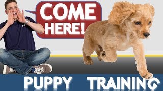 How to Train your Puppy to Come When Called NOW AND FOREVER [upl. by Nsaj884]