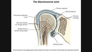 Anatomy and Functions of the Glenohumeral Joint Part 1 [upl. by Legnaesoj]