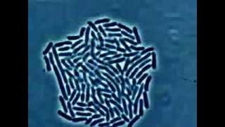 Рост и размножение палочек бактерий под микроскопом Bacteria grows under the microscope [upl. by Reteid]