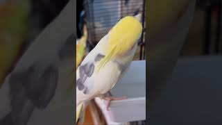 Cockatiel Bird Whistlebirds cockatiel cockatielsinging cockatielsound cockatielbird cute pets [upl. by Budde225]