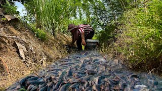 amazing fishing catch a lot of fish at canal when dry water catch by skill hand [upl. by Ferino]