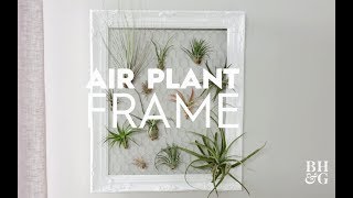 Air Plant Frame [upl. by Florie]