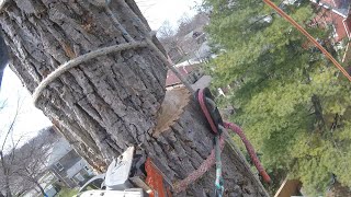 Safebloc Basic Setup  Arborist Rigging Basics [upl. by Telfer767]