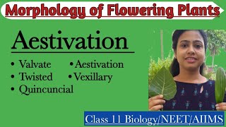 Aestivation  Parts of Flower  Morphology of Flowering Plants  Class 11 Biology NEET AIIMS [upl. by Hara687]