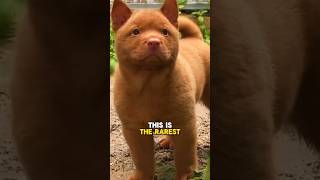 The rarest dog breed  Hmong bobtail shorts dog rare [upl. by Burgess]