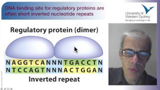 02 Regulating the Flow of Information an overview of gene expression [upl. by Peterec]