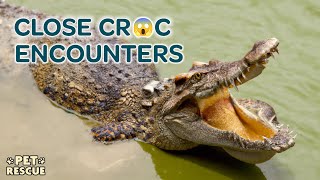 3 Intense Crocodile Close Encounters in Australia [upl. by Amapuna]