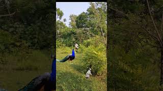 Beautiful peacock catching 🦚😍viralvideo video shortsfeed feed shortvideo short trendingshorts [upl. by Rob]