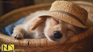 20 HOURS of Dog Calming Music For Dogs🎵🐶Anti Separation Anxiety Relief💖🐶Dog Sleep Music🎵 NadanMusic [upl. by Nathalia]