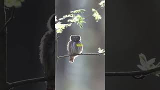 The Pygmy Owl a Miniature Predator pygmyowl owls birds animalfacts animalkingdom wildlife [upl. by Lance]