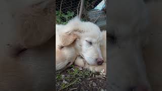 natura dog pascolo workinprogress nature cane videos dogsofinstagram agriculturelife [upl. by Hareehahs]