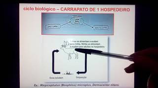 Família Ixodidae parte 1 [upl. by Moneta]