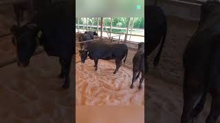 How Wagyu Is Made 😨 [upl. by Middle]