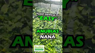 ANUBIAS NANA OUR BEST SELLING ANUBIAS AQUARIUM PLANT [upl. by Kenlee]