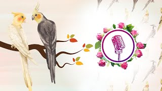 Cockatiel bird to singing and talking  cockatiel singing training [upl. by Devaney]