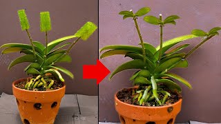 How I propagate orchids from branches in 3 weeks [upl. by Puduns]