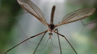 Bug That Eats Aphids Crane Fly [upl. by Colis156]