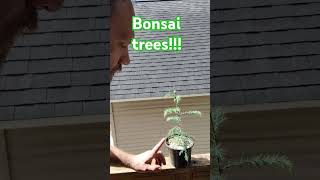 Update on my Bonsai trees germinated from seed Cryptomeria and Black pine bonsai bonsaitree [upl. by Wakerly]