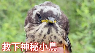 救下一隻神秘怪鳥，帶回家後一言不合就咬人，好在不挑食好養活【蒙面鳥哥】 [upl. by Libb]