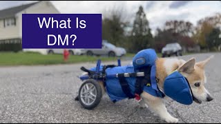 What Is Degenerative Myelopathy Why ALL Pet Owners SHOULD Care About DM in Dogs [upl. by Mattson]