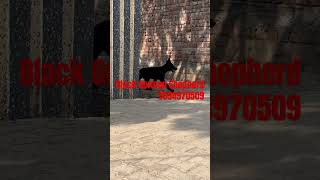 Black German Shepherd show quality male puppy rocky kgf kgfmovie doggles doggys viralvideo [upl. by Eibo155]