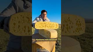 60 kglık Gravyer Peynirini Kestik 🧀 Peynere Karstan peynirinizi gönderir [upl. by Ayotnom]