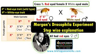 Morgans Drosophila Experiment  Step By Step explanation discovering Genetic Linkage [upl. by Friedly]