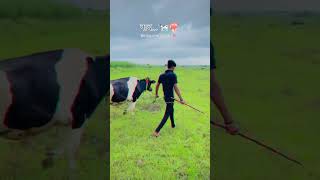 Dairy Farmer Attitude😎🔥 Abhay Pawale Dairy Farm👑🔝 foryou youtubeshorts dairyfarm shorts [upl. by Amehsat]