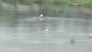 MVI 0270 Spotbilled Pelicans Mahadevapura Bridge MysoreDMW 06071124 [upl. by Comstock164]