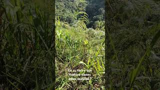 En Colombia le llamamos chocó a esta semilla  belleza paisajescolombianos semillas natura [upl. by Froemming694]