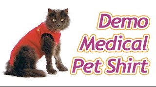 Démonstration du Medical Pet Shirt  Gilet de protection pour chat [upl. by Nosnah628]