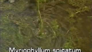 Eurasian watermilfoil Myriophyllum spicatum [upl. by Enitsud]