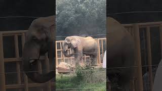 Delhi zoo park African elephantscute [upl. by Coleville]