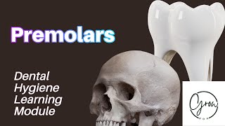 Premolars Dental Anatomy Learning Module [upl. by Caesar]